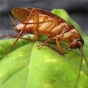Cockroaches Service