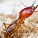 Termite Treatment